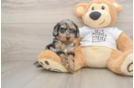 Cockapoo Puppy for Adoption