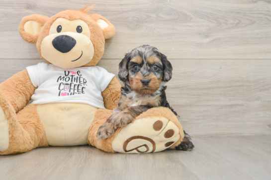 Cockapoo Puppy for Adoption