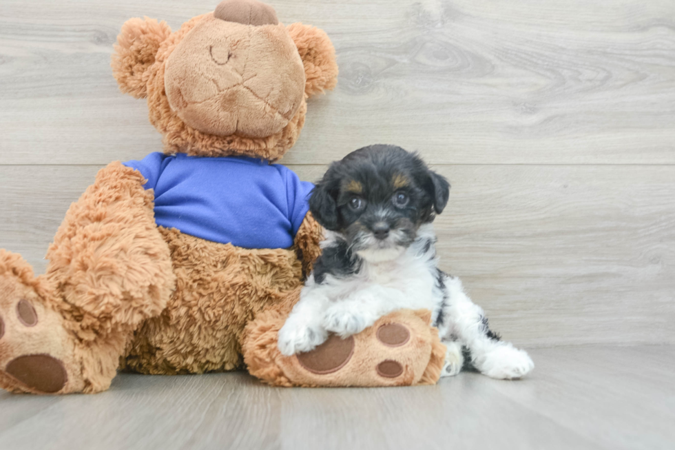 Little Cocker Doodle Poodle Mix Puppy