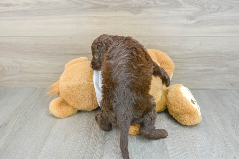 Friendly Cockapoo Baby