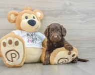 7 week old Cockapoo Puppy For Sale - Premier Pups