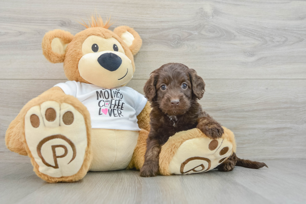 Funny Cockapoo Poodle Mix Pup