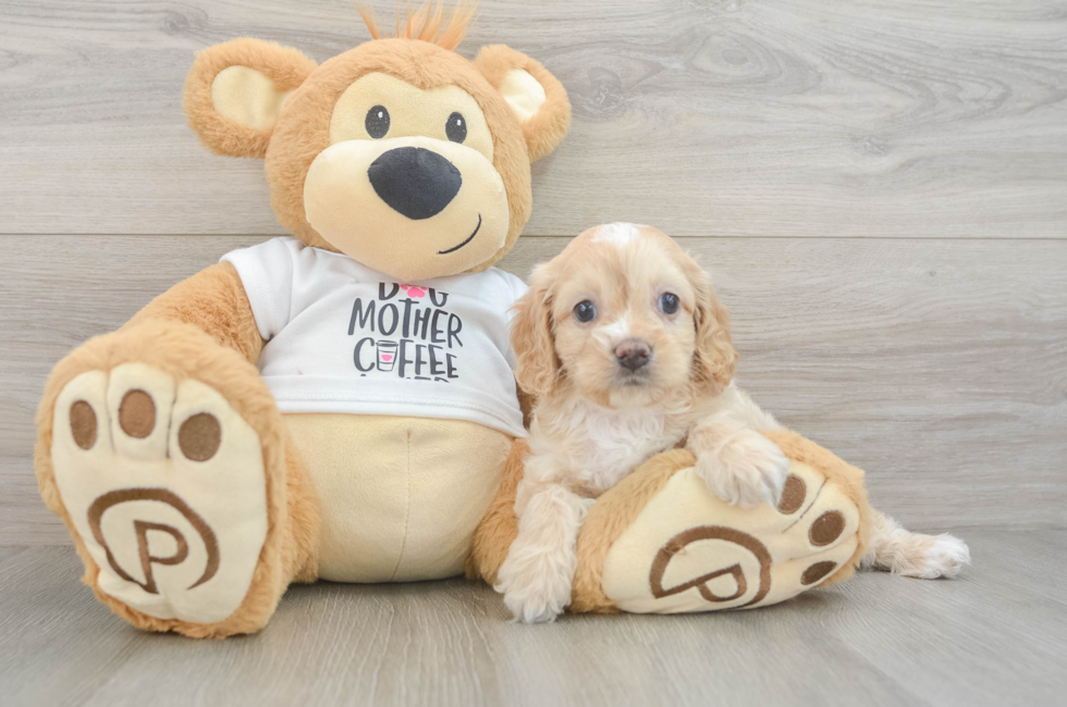 5 week old Cockapoo Puppy For Sale - Premier Pups