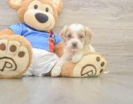 7 week old Cockapoo Puppy For Sale - Premier Pups