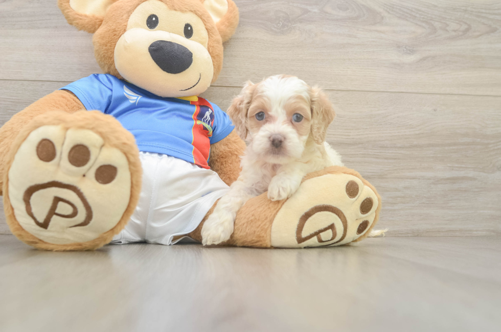 5 week old Cockapoo Puppy For Sale - Premier Pups