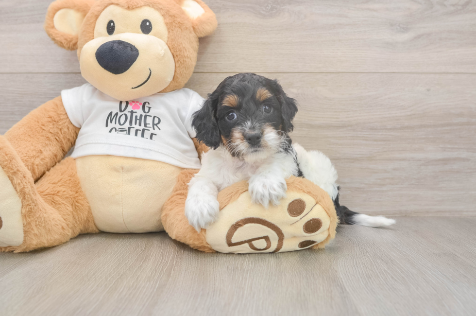 5 week old Cockapoo Puppy For Sale - Premier Pups