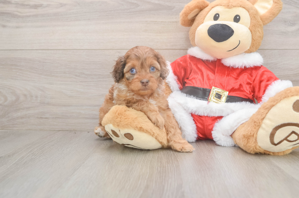 5 week old Cockapoo Puppy For Sale - Premier Pups