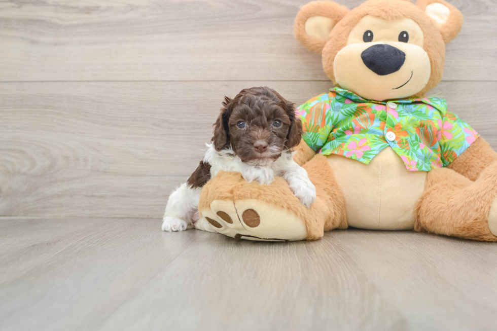 Cockapoo Pup Being Cute