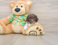 5 week old Cockapoo Puppy For Sale - Premier Pups