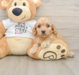 8 week old Cockapoo Puppy For Sale - Premier Pups