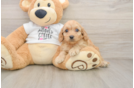 Cockapoo Pup Being Cute