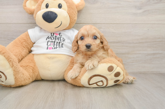 Cockapoo Pup Being Cute