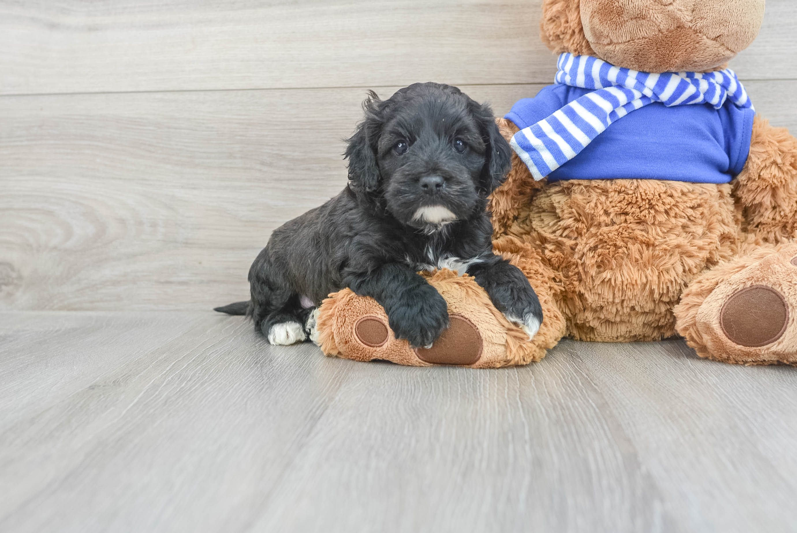 Cockapoo Puppy for Adoption