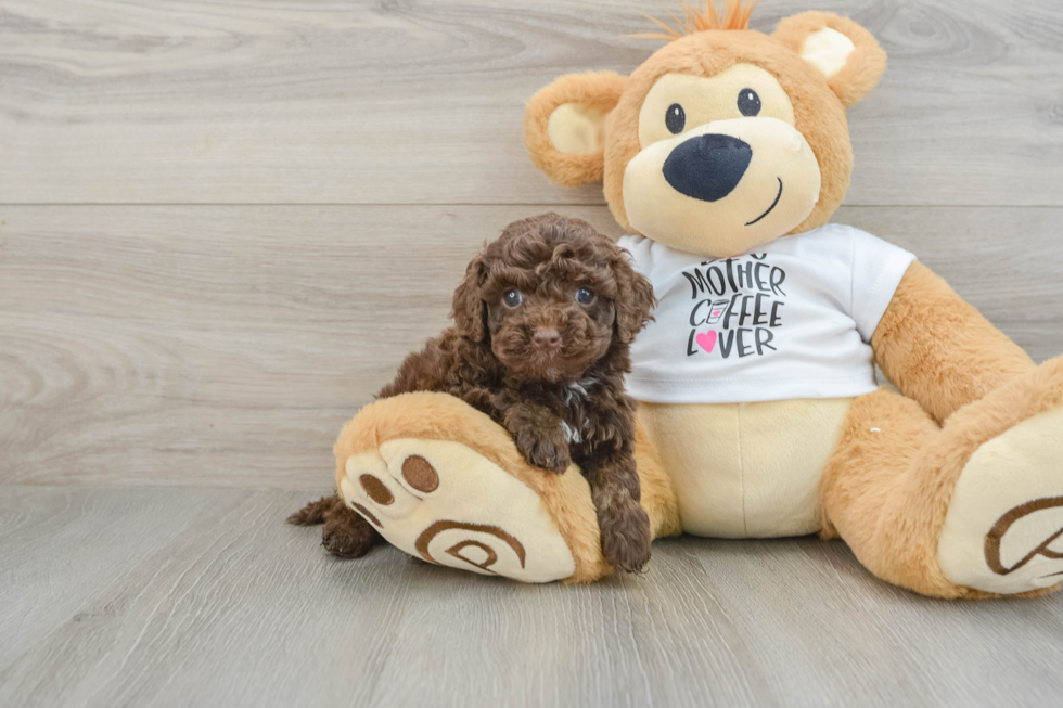 Adorable Cocker Doodle Poodle Mix Puppy