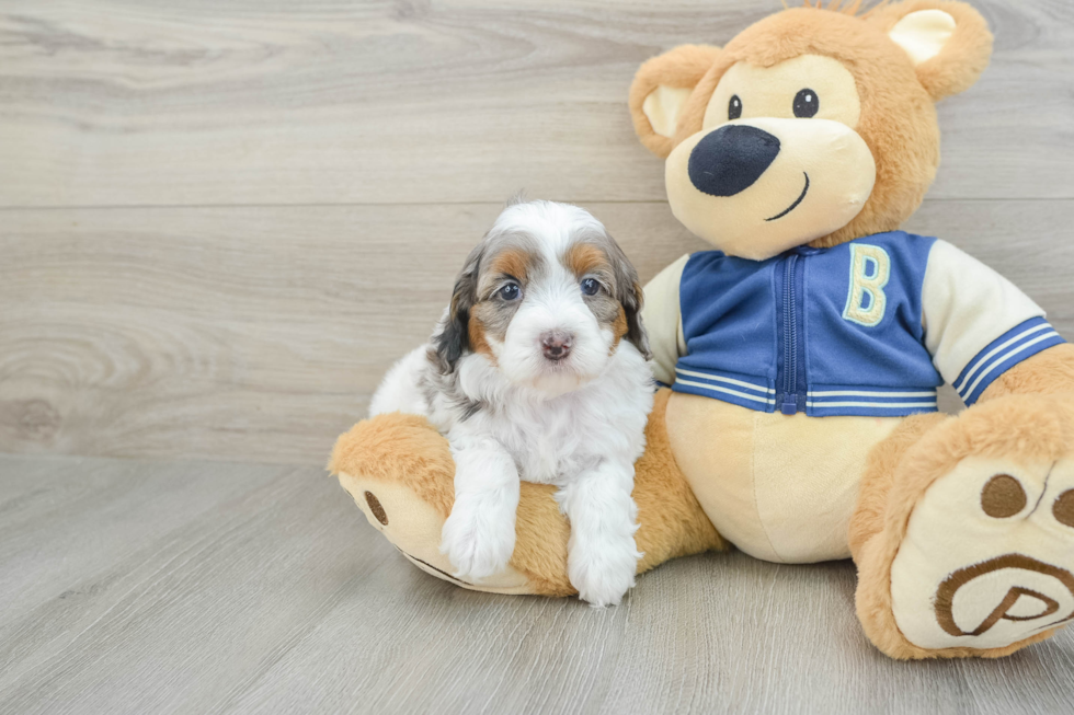 Sweet Cockapoo Baby