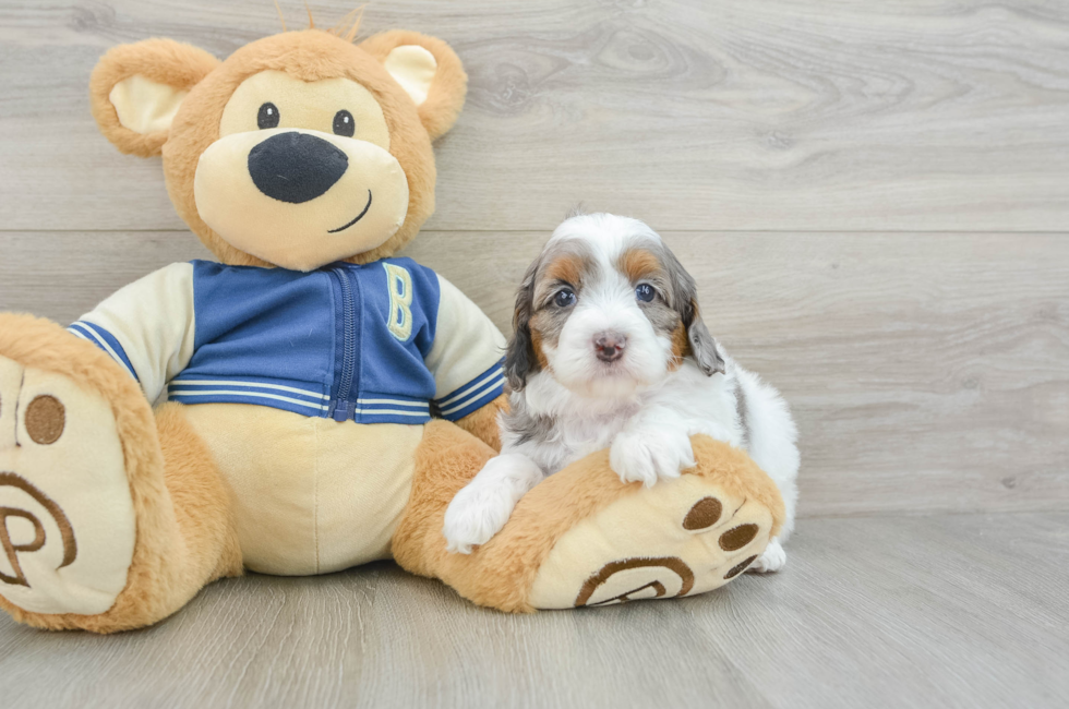 5 week old Cockapoo Puppy For Sale - Premier Pups