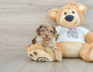 8 week old Cockapoo Puppy For Sale - Premier Pups