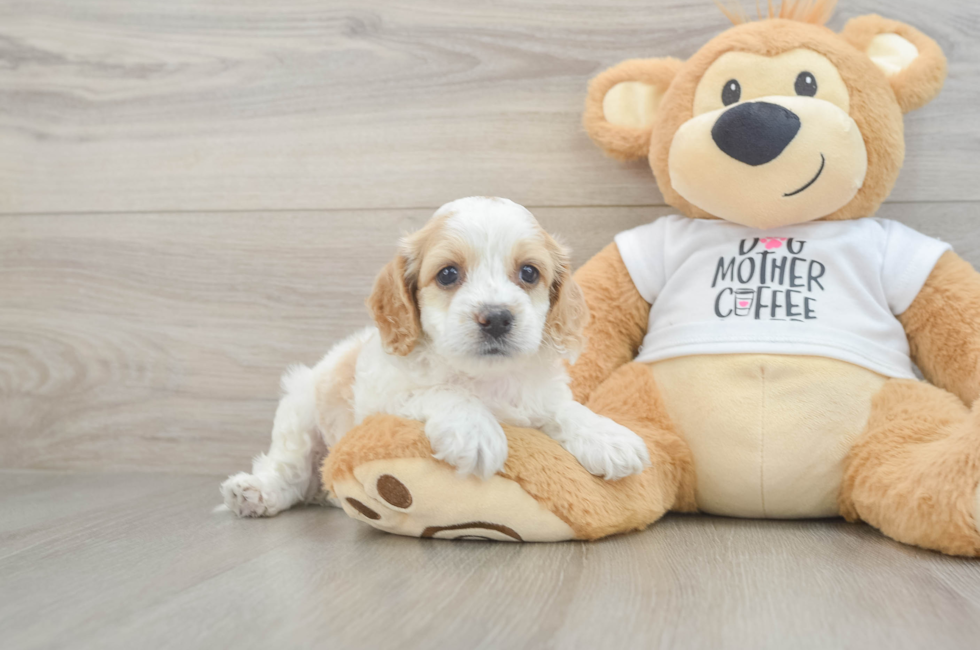 5 week old Cockapoo Puppy For Sale - Premier Pups