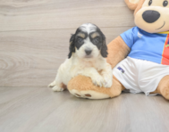 8 week old Cockapoo Puppy For Sale - Premier Pups