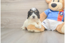 Best Cockapoo Baby