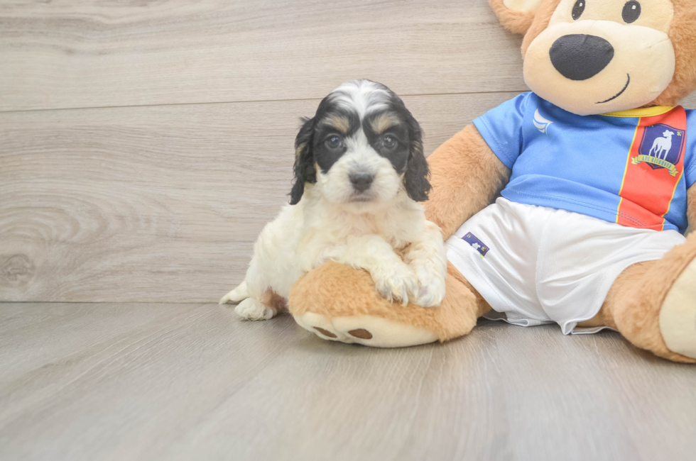 5 week old Cockapoo Puppy For Sale - Premier Pups