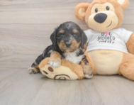 6 week old Cockapoo Puppy For Sale - Premier Pups