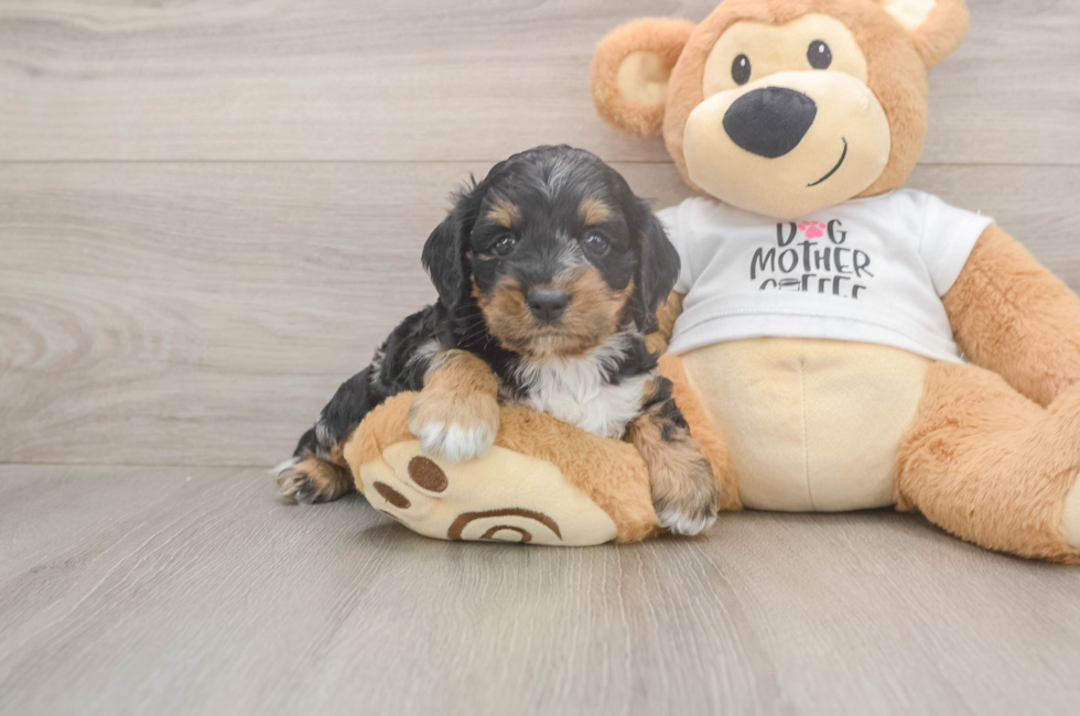 5 week old Cockapoo Puppy For Sale - Premier Pups
