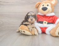 6 week old Cockapoo Puppy For Sale - Premier Pups