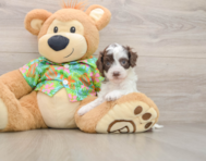 7 week old Cockapoo Puppy For Sale - Premier Pups