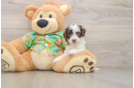 Friendly Cockapoo Baby