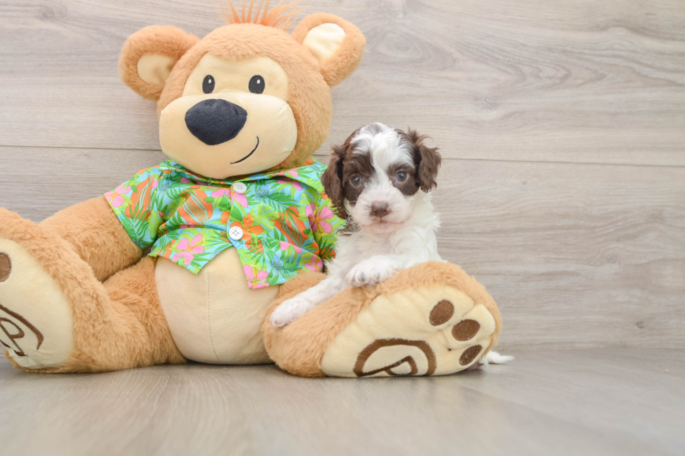 Friendly Cockapoo Baby