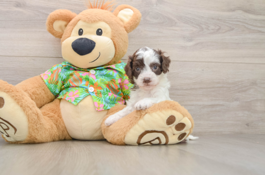 Friendly Cockapoo Baby