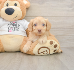 8 week old Cockapoo Puppy For Sale - Premier Pups
