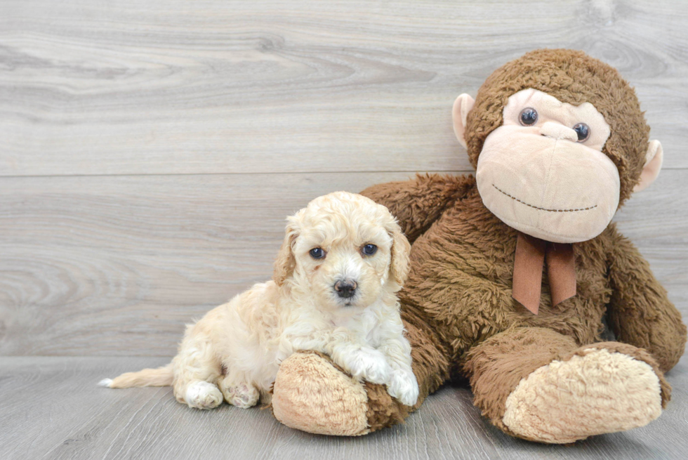 Smart Cockapoo Poodle Mix Pup