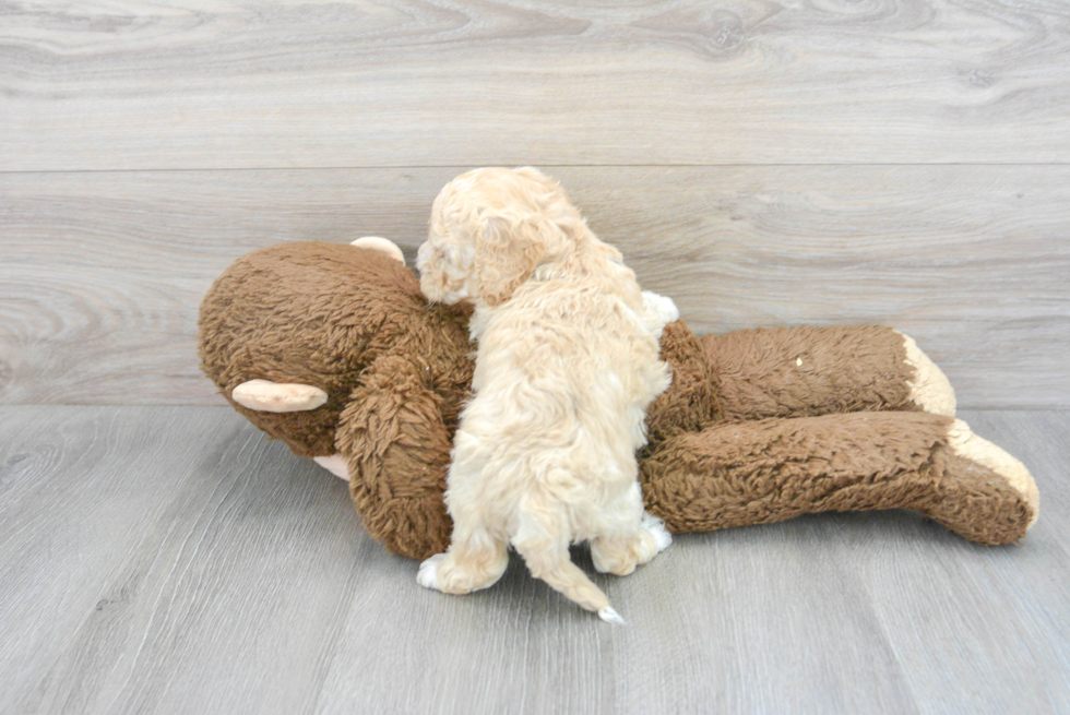 Best Cockapoo Baby