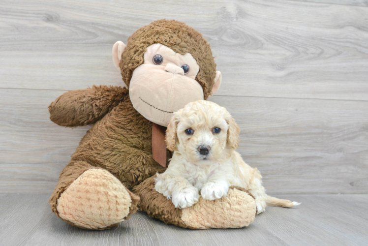 Best Cockapoo Baby