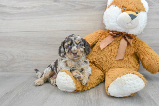 Best Cockapoo Baby