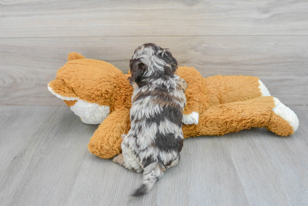 Petite Cockapoo Poodle Mix Pup