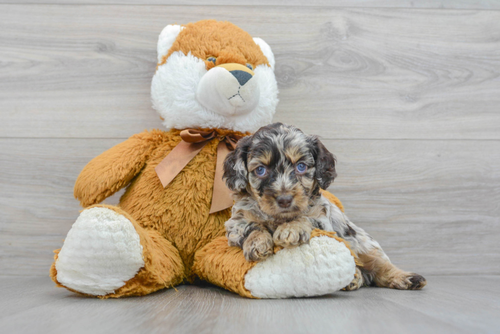 Cockapoo Pup Being Cute