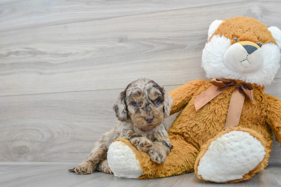 Cockapoo Puppy for Adoption