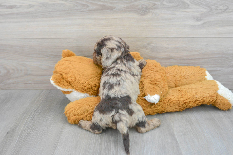 Petite Cockapoo Poodle Mix Pup