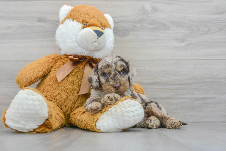 Hypoallergenic Cockerpoo Poodle Mix Puppy