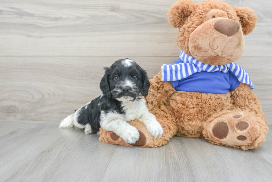 Cockapoo Pup Being Cute