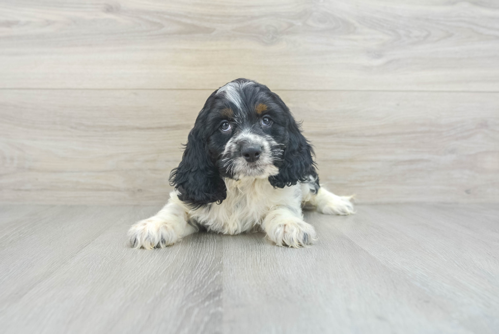 Cockapoo Puppy for Adoption