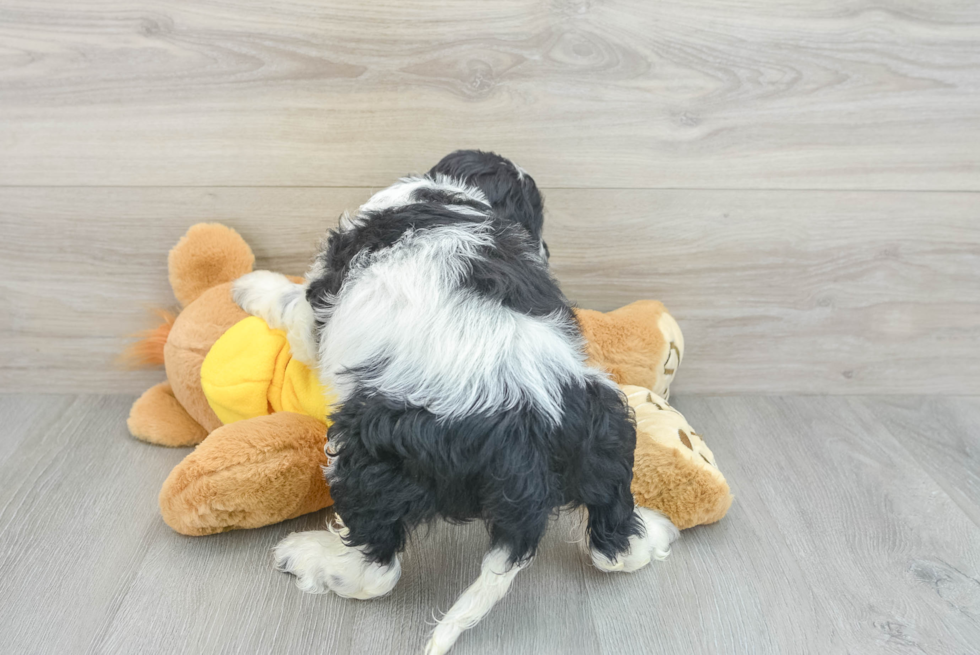 Funny Cockapoo Poodle Mix Pup