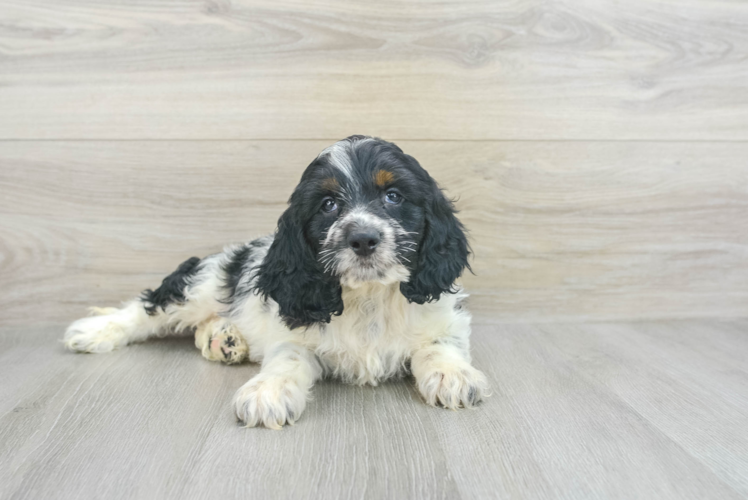 Friendly Cockapoo Baby