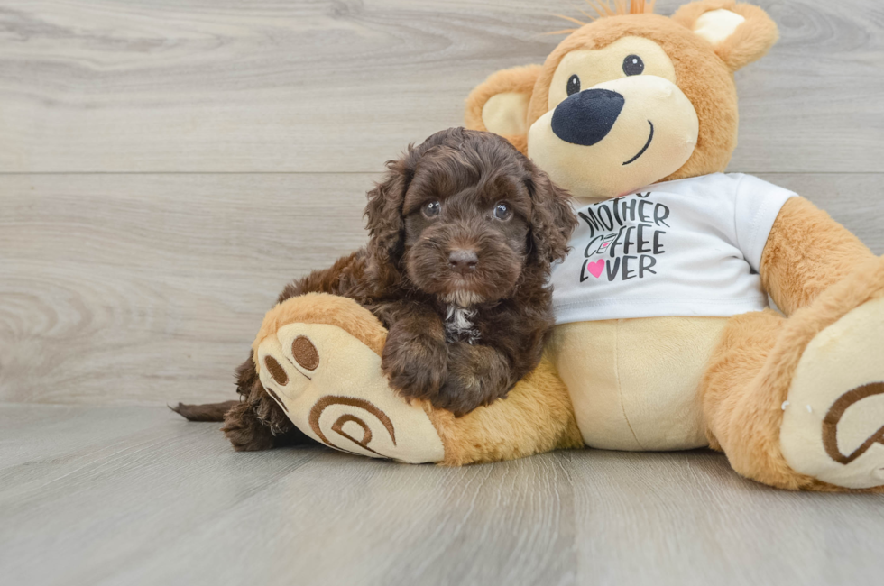 5 week old Cockapoo Puppy For Sale - Premier Pups