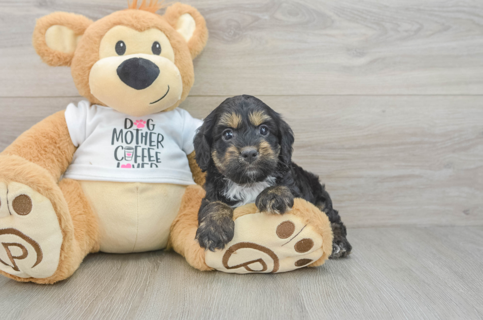 5 week old Cockapoo Puppy For Sale - Premier Pups