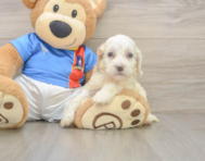 7 week old Cockapoo Puppy For Sale - Premier Pups