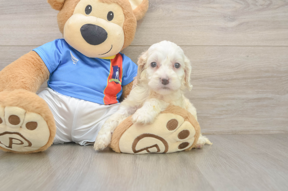 5 week old Cockapoo Puppy For Sale - Premier Pups